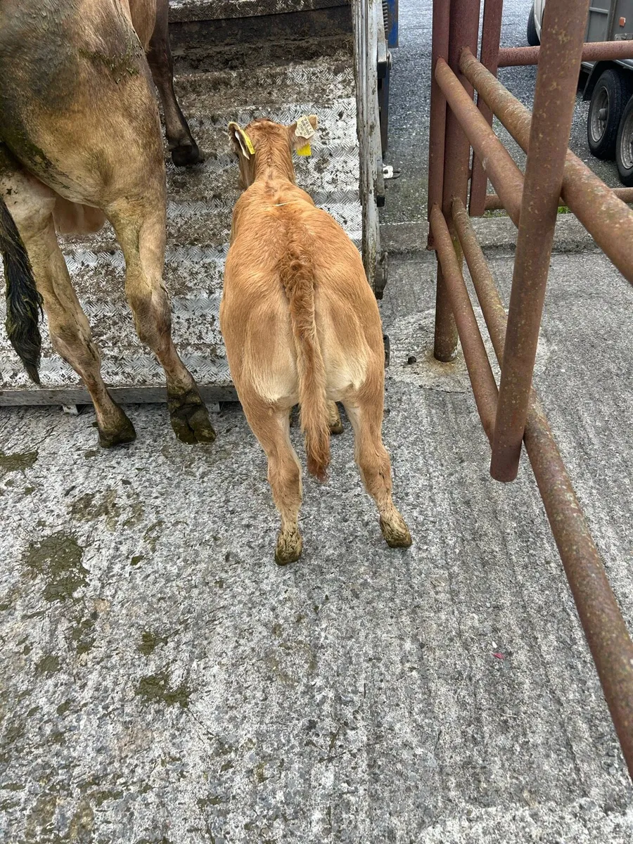 Suck calf - Image 1
