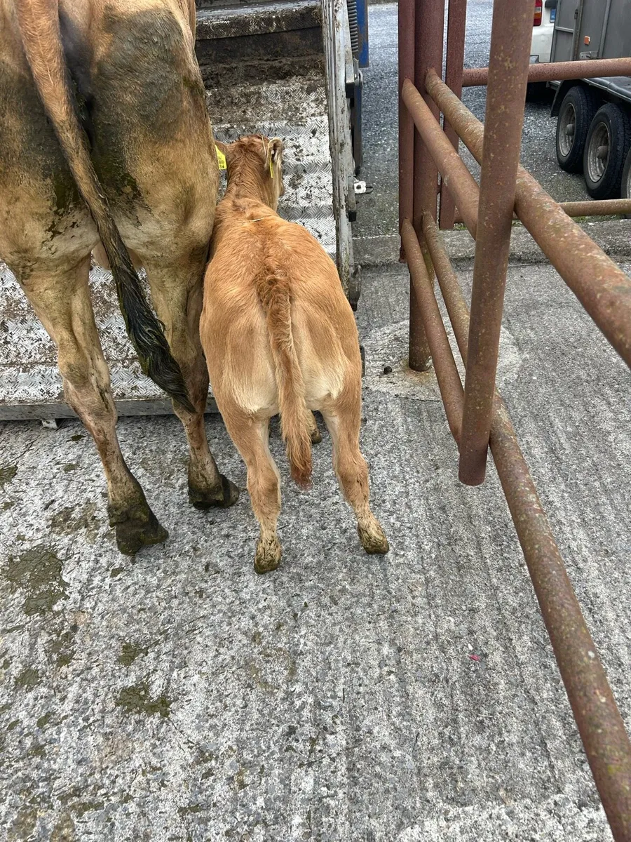 Suck calf - Image 2