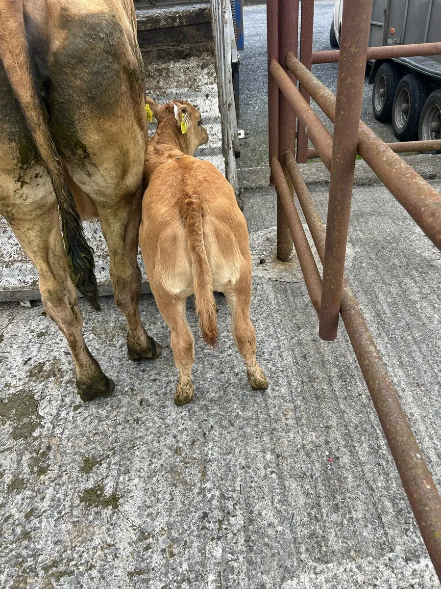 Suck calf - Image 3
