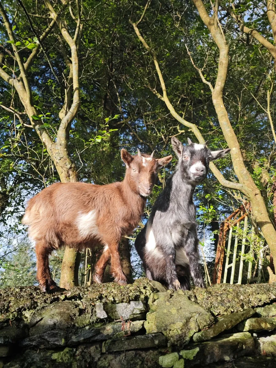 Pygmy goat - Image 1