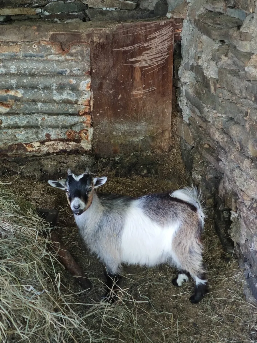 Pygmy goat - Image 2