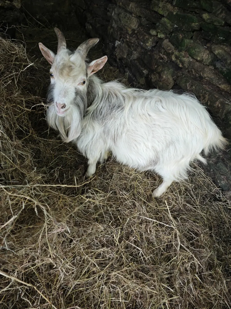 Pygmy goat - Image 3