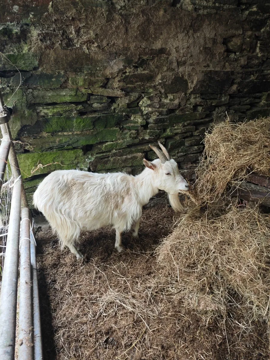 Pygmy goat - Image 4