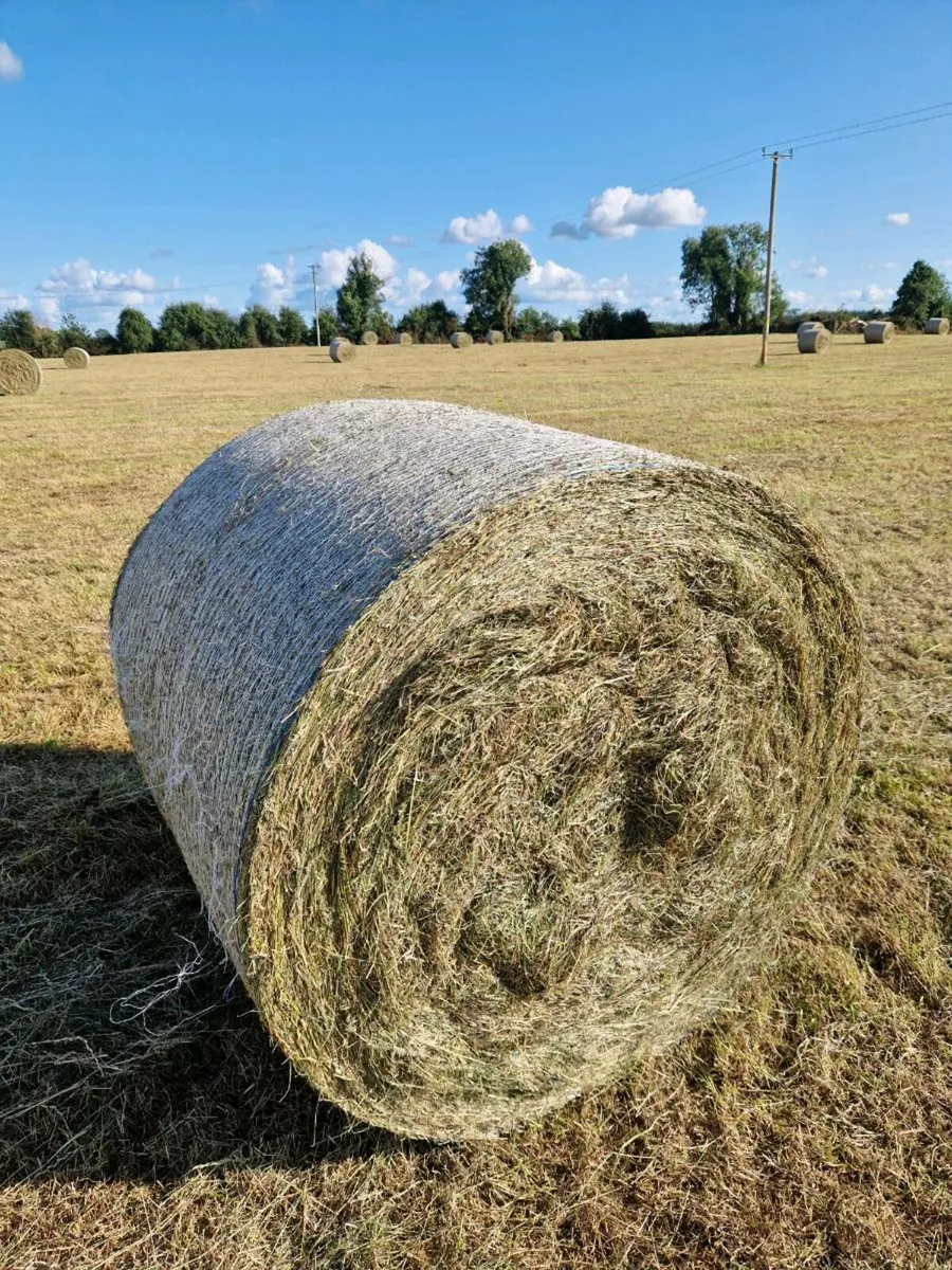 Excellent quality hay for sale - Image 1