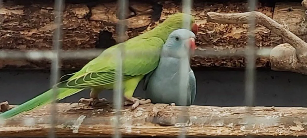 Birds - Image 1