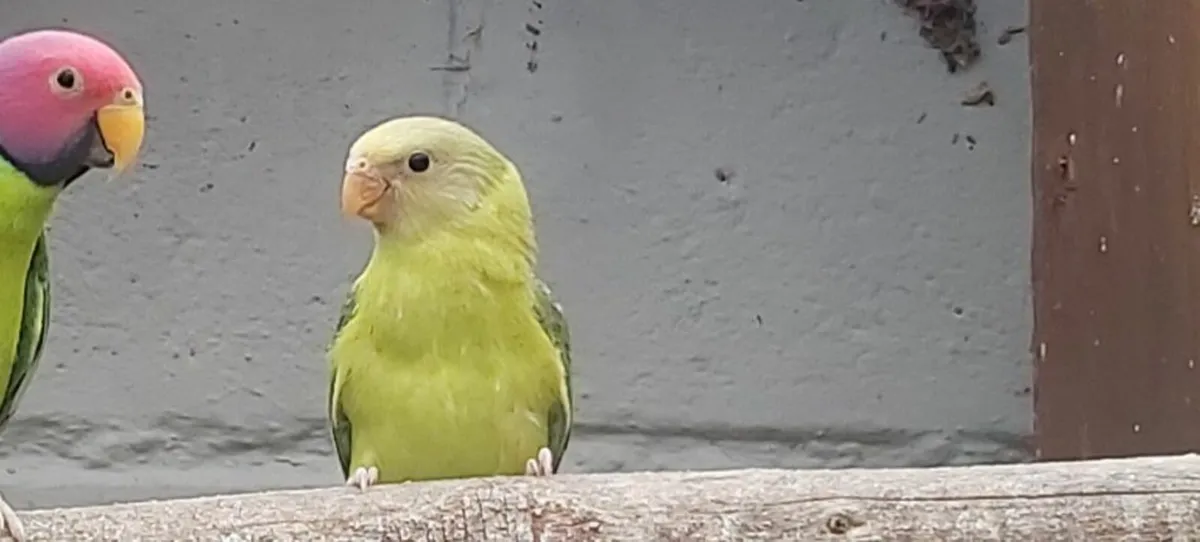 Birds - Image 2