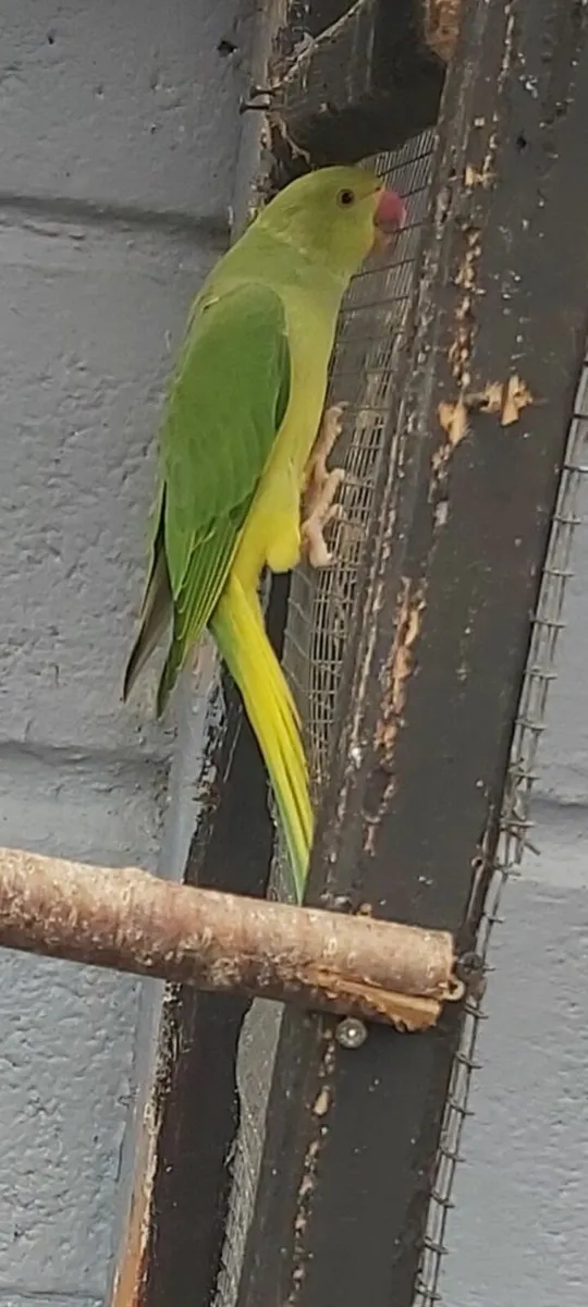 Birds - Image 3