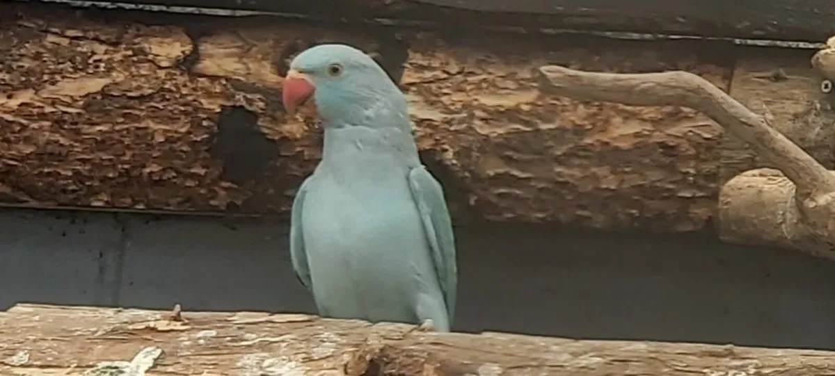 Birds - Image 4