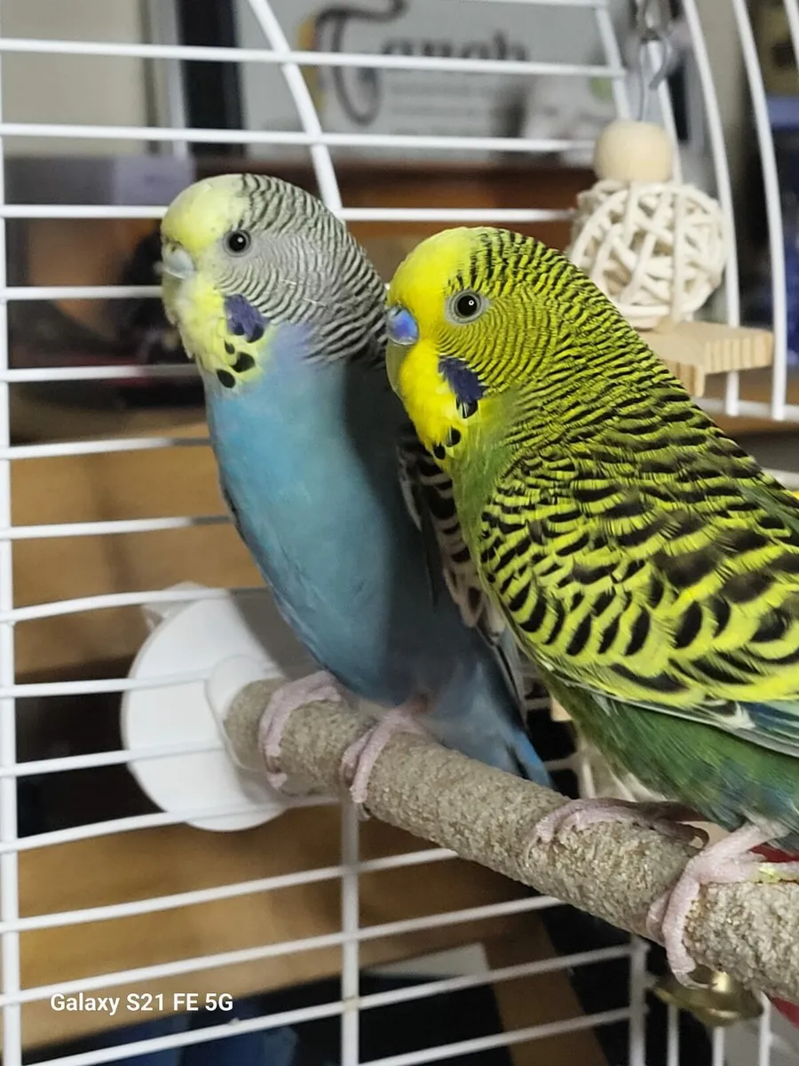 2 budgies - Image 1