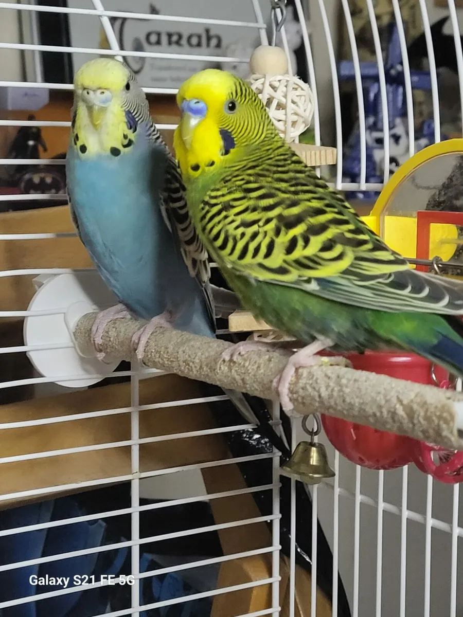 2 budgies - Image 2