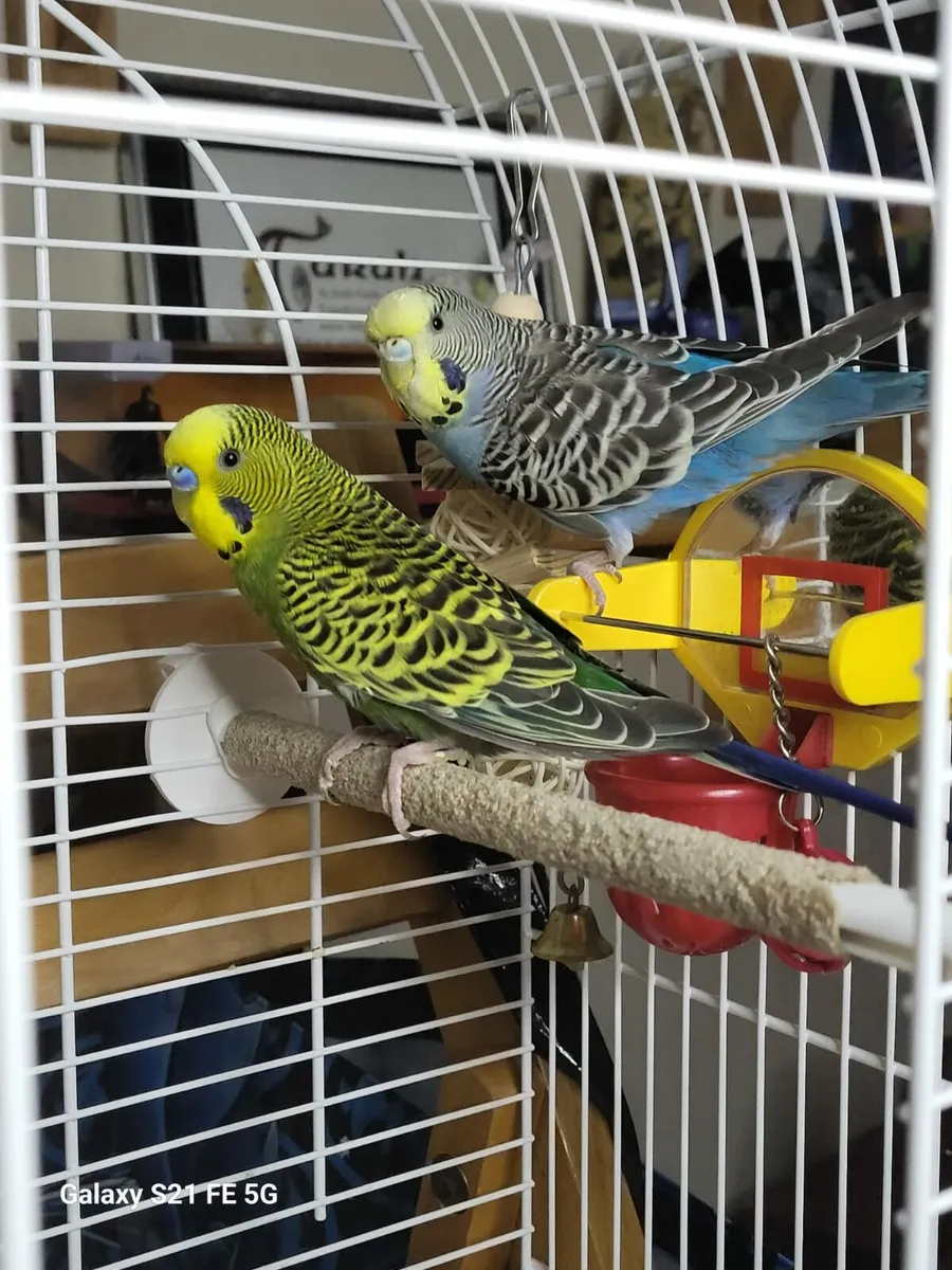 2 budgies - Image 3