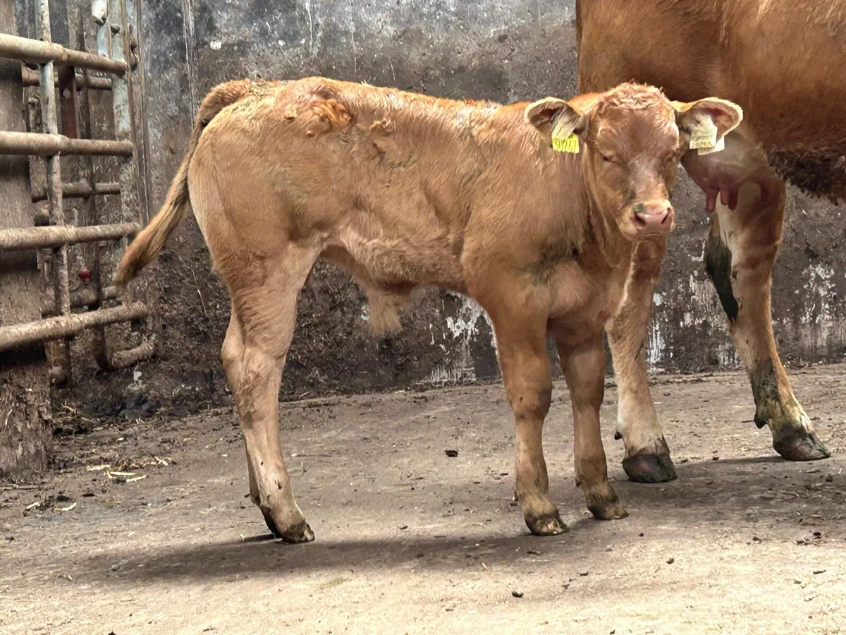 2 super u grade first calved heifers - Image 1