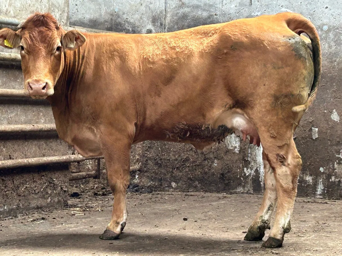 2 super u grade first calved heifers - Image 2