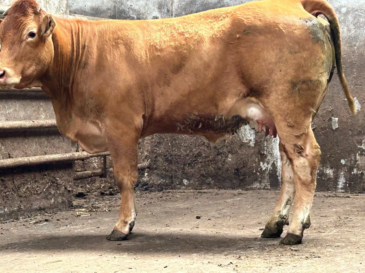 2 super u grade first calved heifers - Image 3
