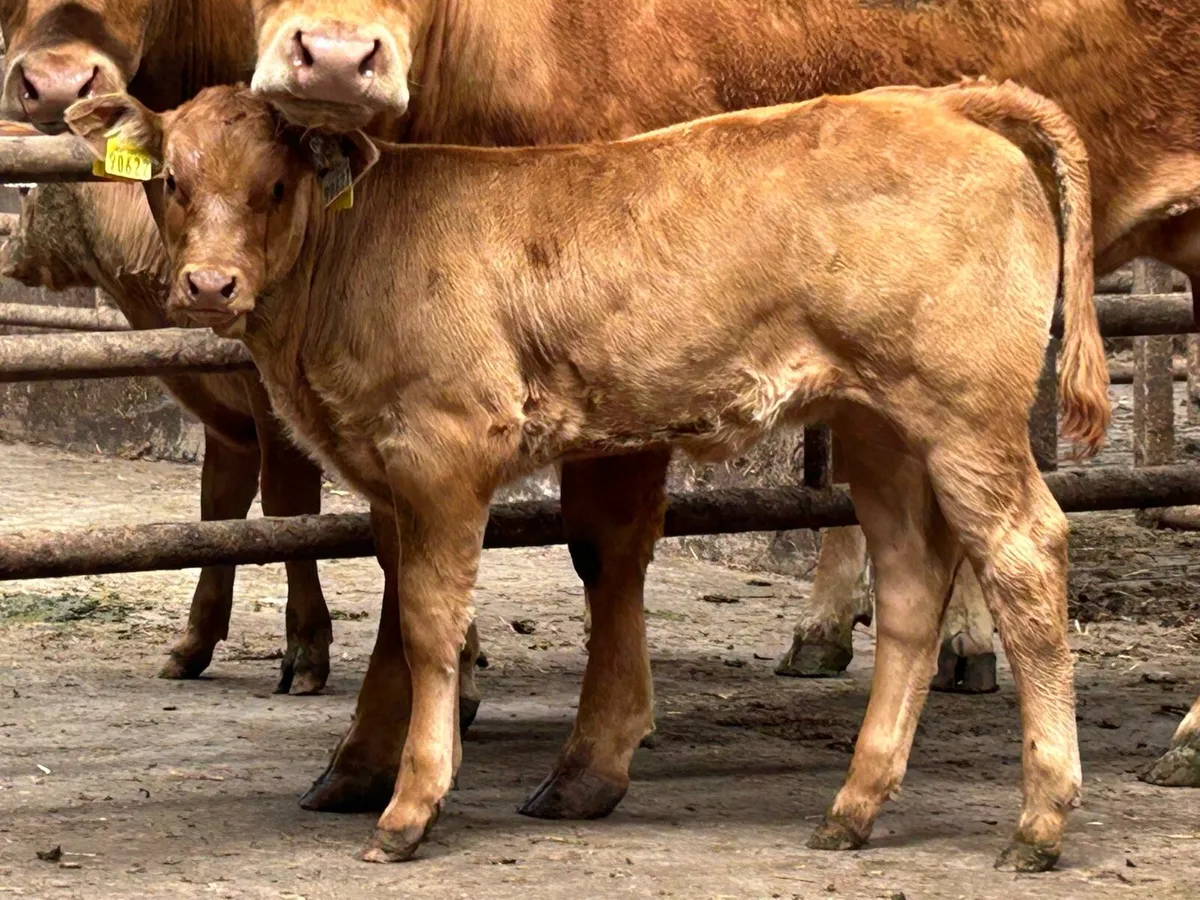 2 super u grade first calved heifers - Image 4