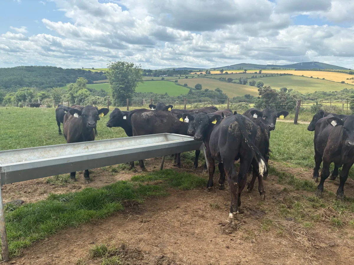 30 Reared Angus bulls (super cattle) - Image 2