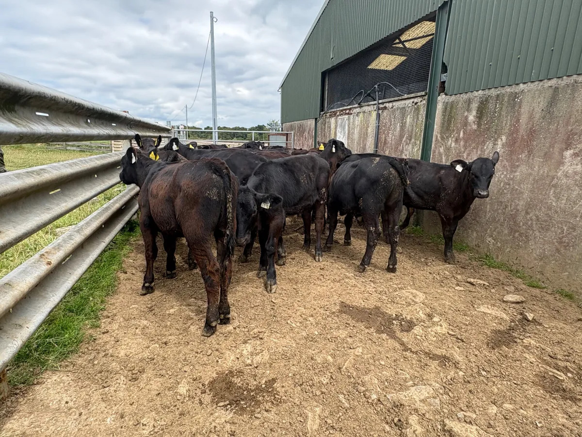 30 Reared Angus bulls (super cattle) - Image 4
