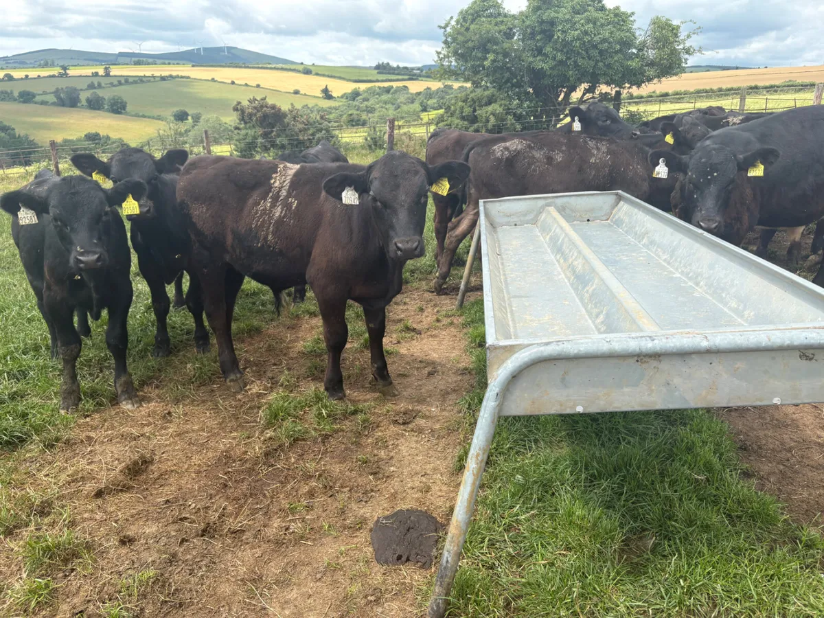 30 Reared Angus bulls (super cattle) - Image 1