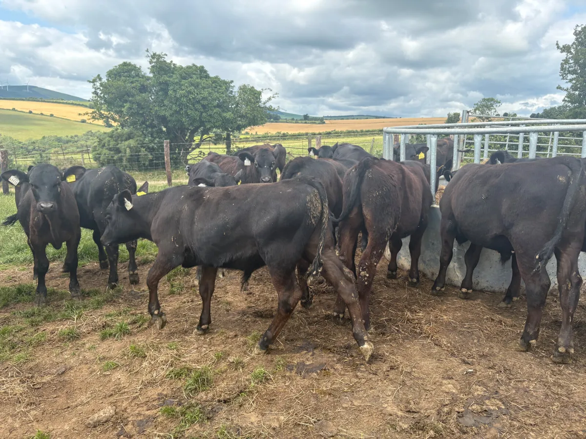 30 Reared Angus bulls (super cattle) - Image 3