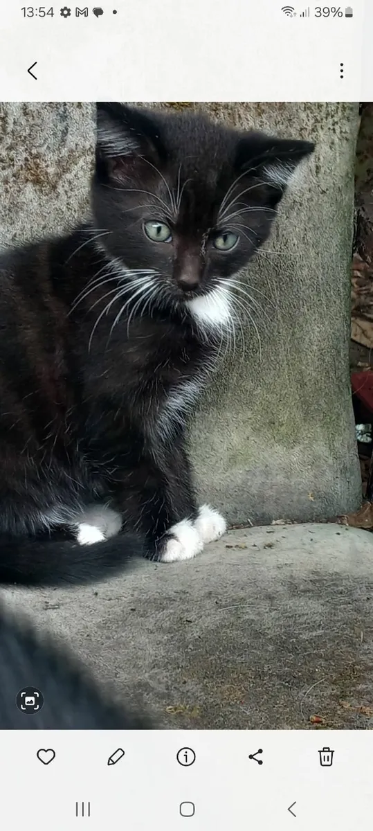 Kittens - Image 1