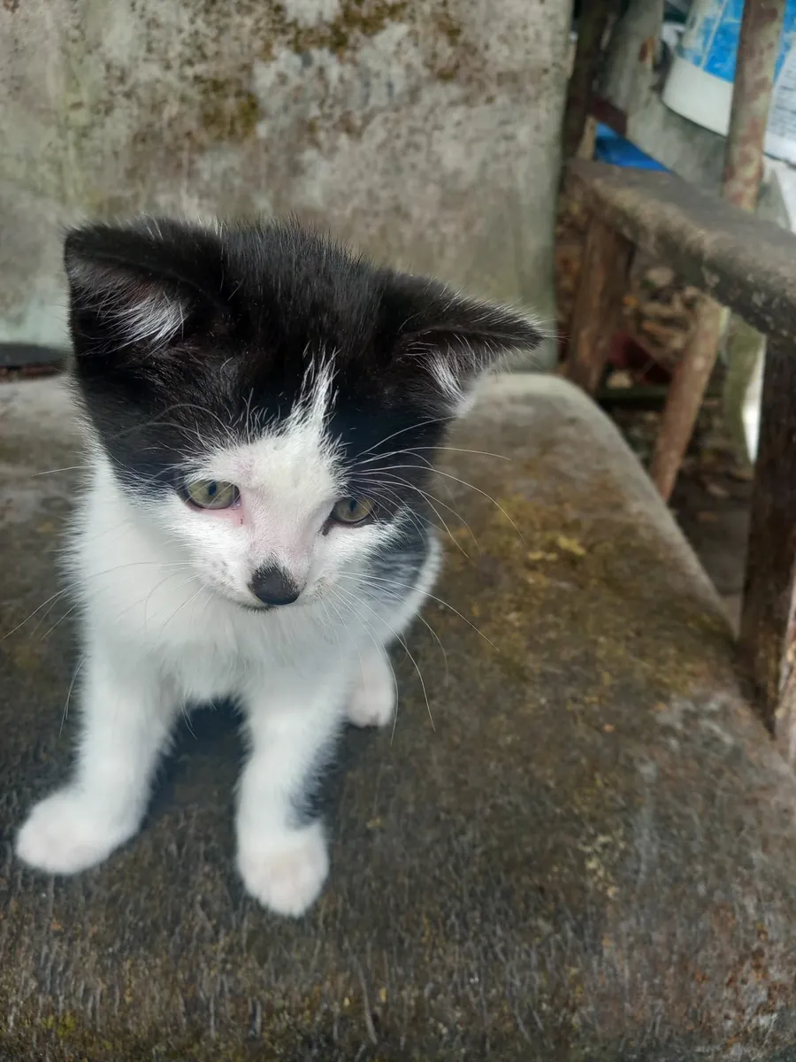 Kittens - Image 2