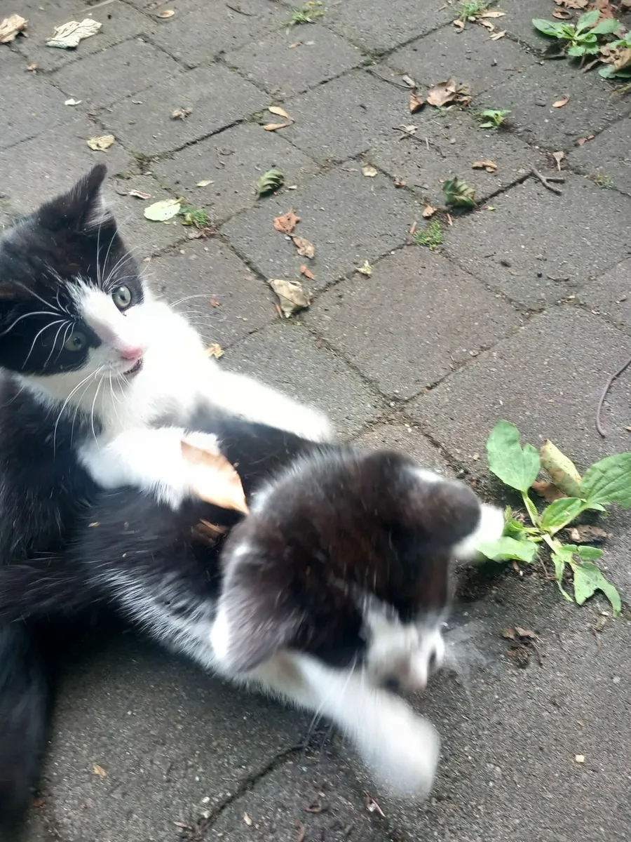 Kittens - Image 3