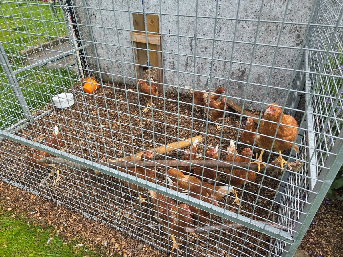Hens - Image 1