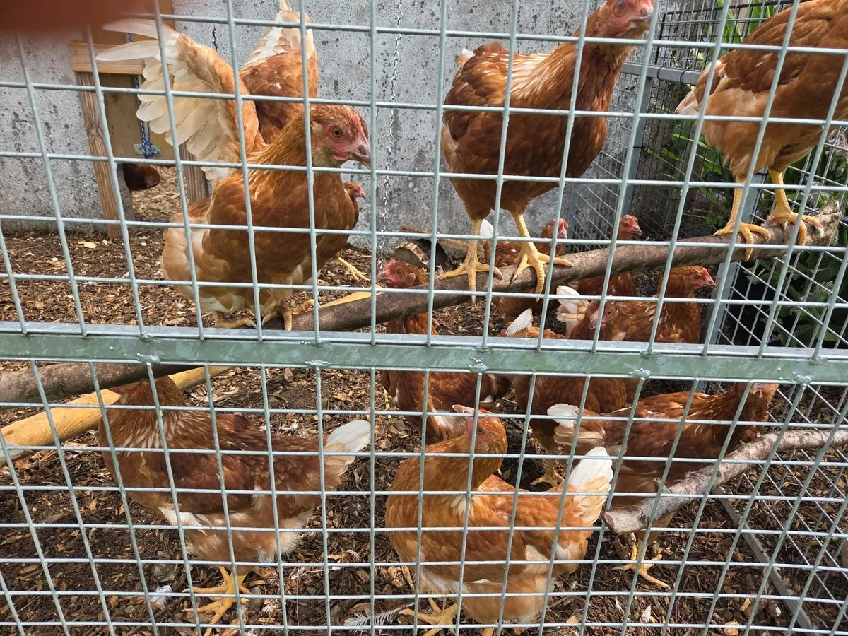 Hens - Image 2