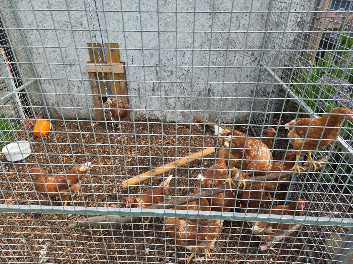 Hens - Image 3
