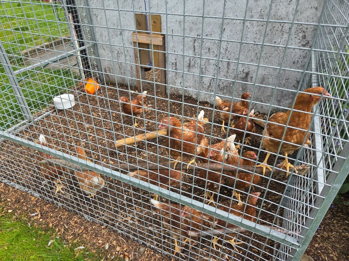 Hens - Image 4