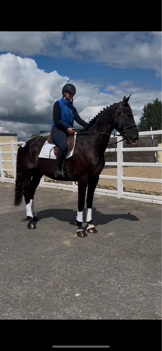 16.3 9 year old gelding - Image 1