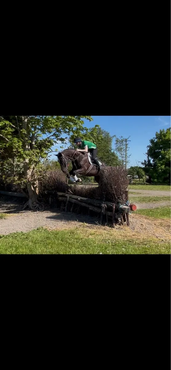 16.3 9 year old gelding - Image 2