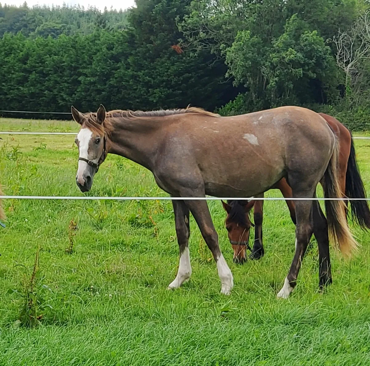 Draught Filly Yearling - Image 3