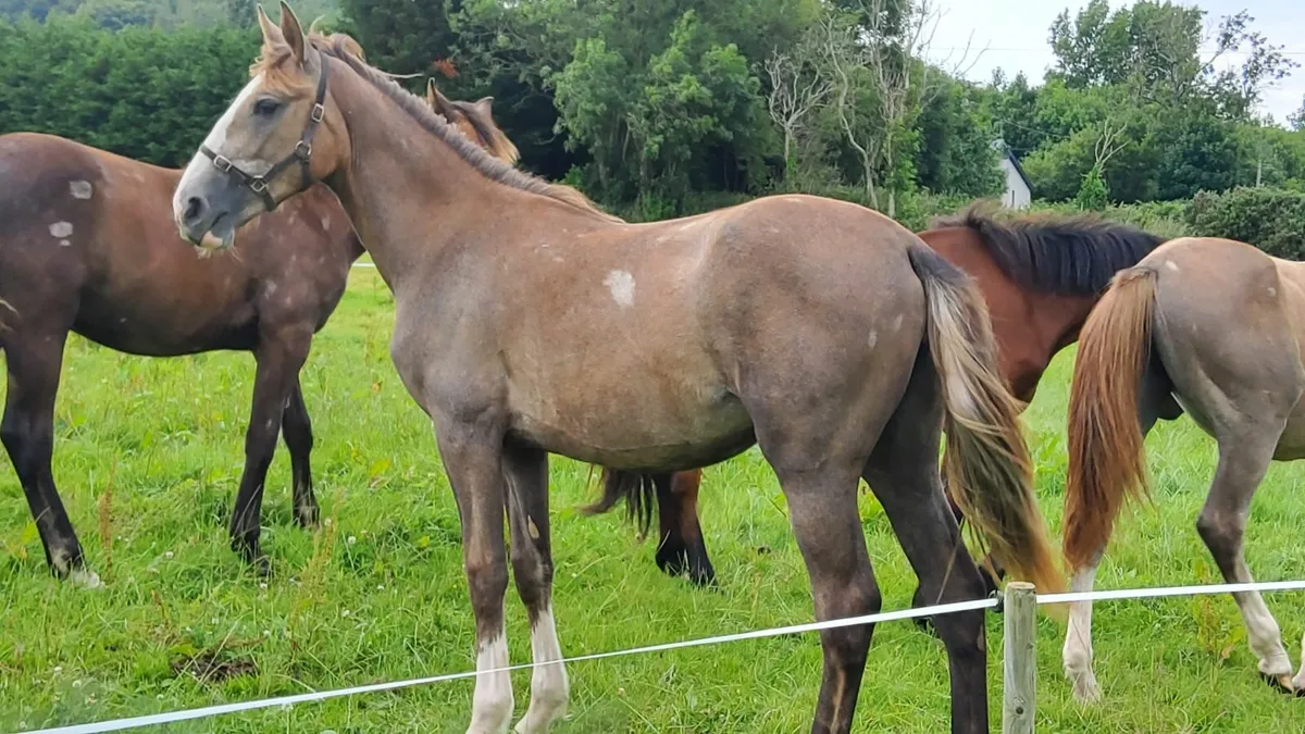 Draught Filly Yearling - Image 1