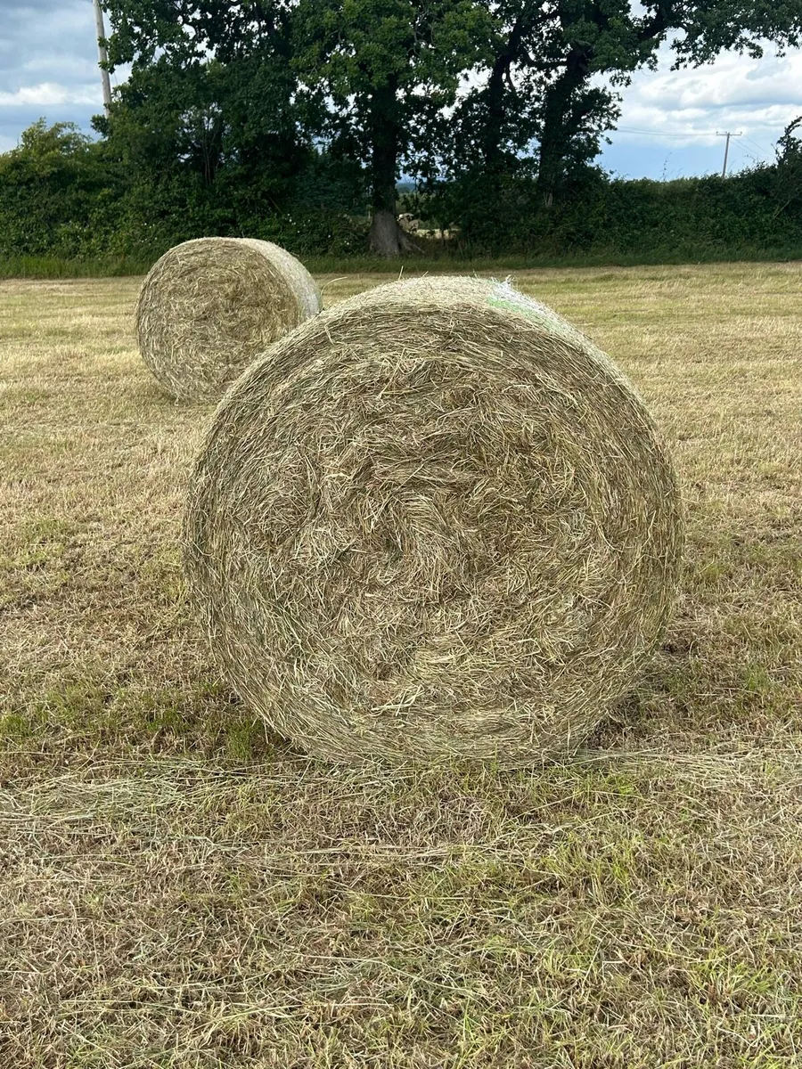Hay - Image 1