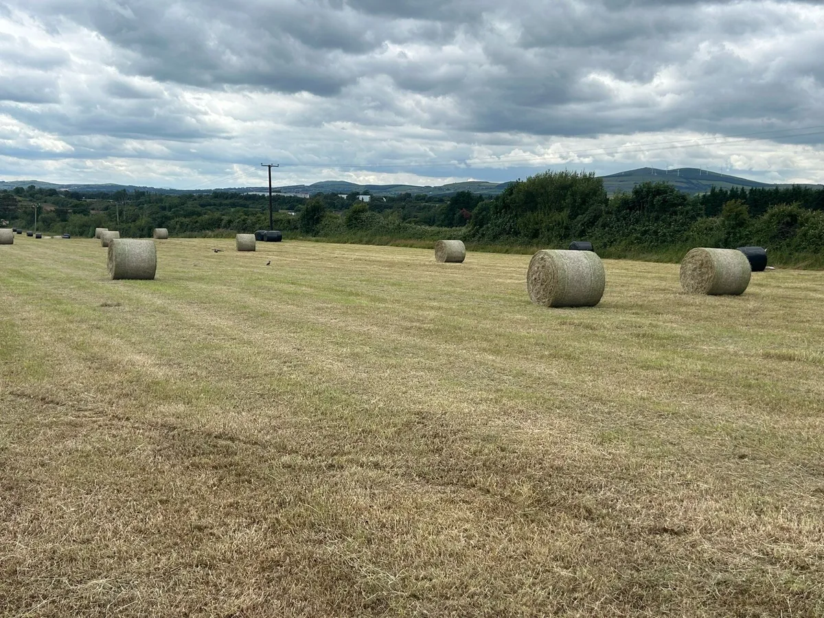 Hay - Image 2