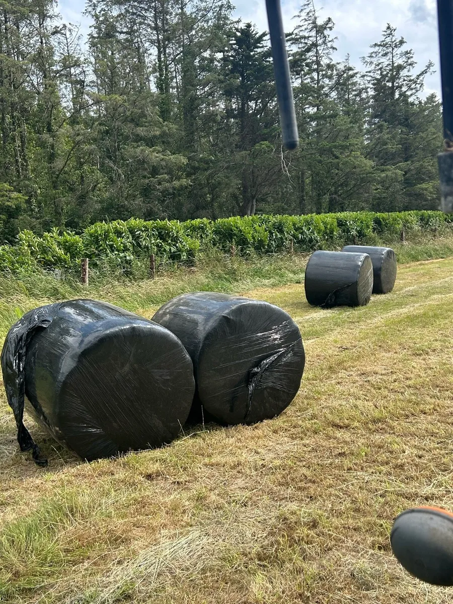Hay - Image 3