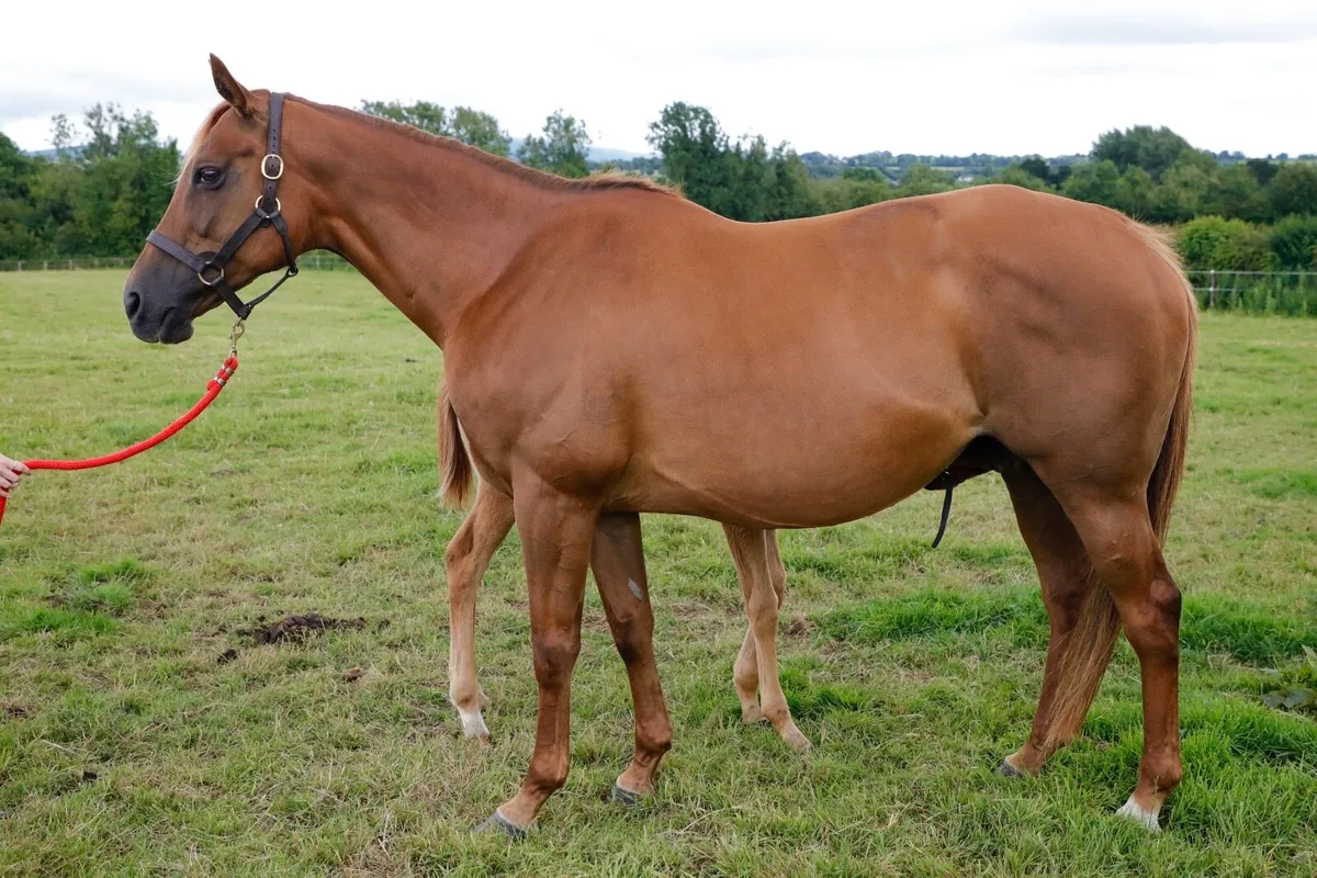 Thoroughbred Mare 16.1hh