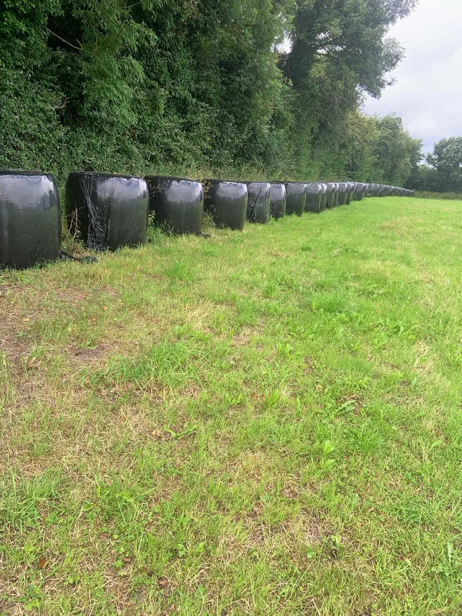 Horse haylage @ silage - Image 1