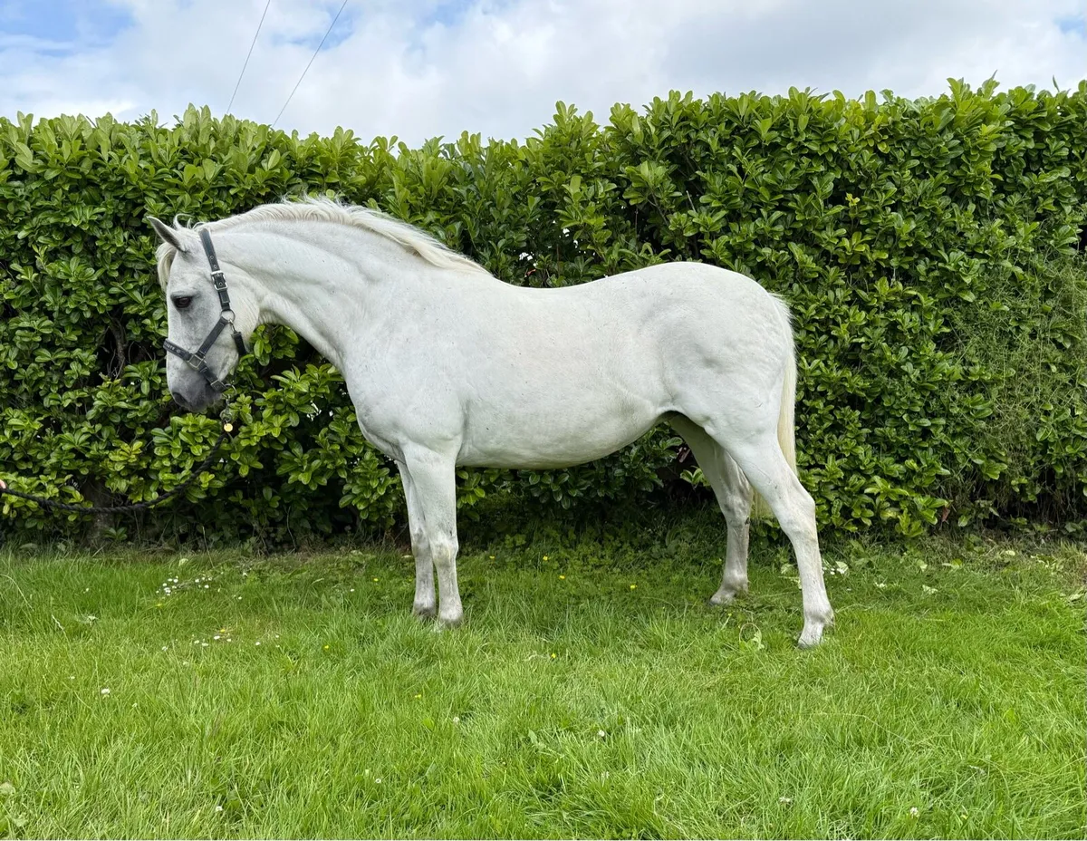 Class 1 Connemara mare - Image 1