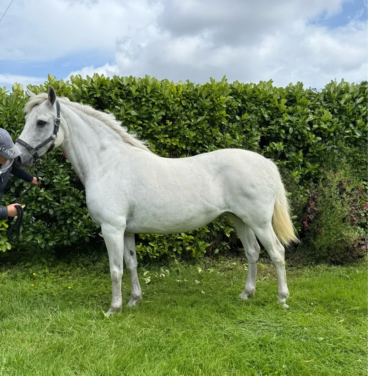 Class 1 Connemara mare - Image 2