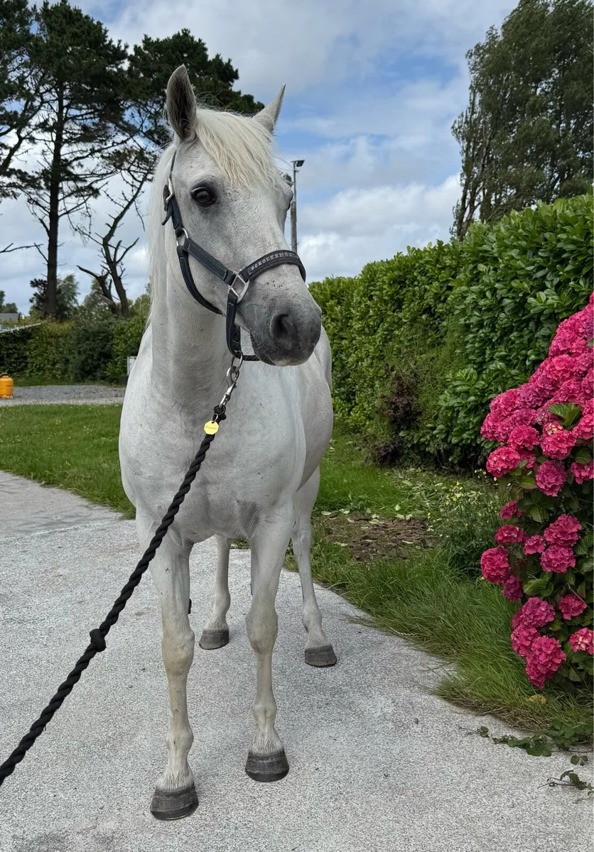 Class 1 Connemara mare - Image 4