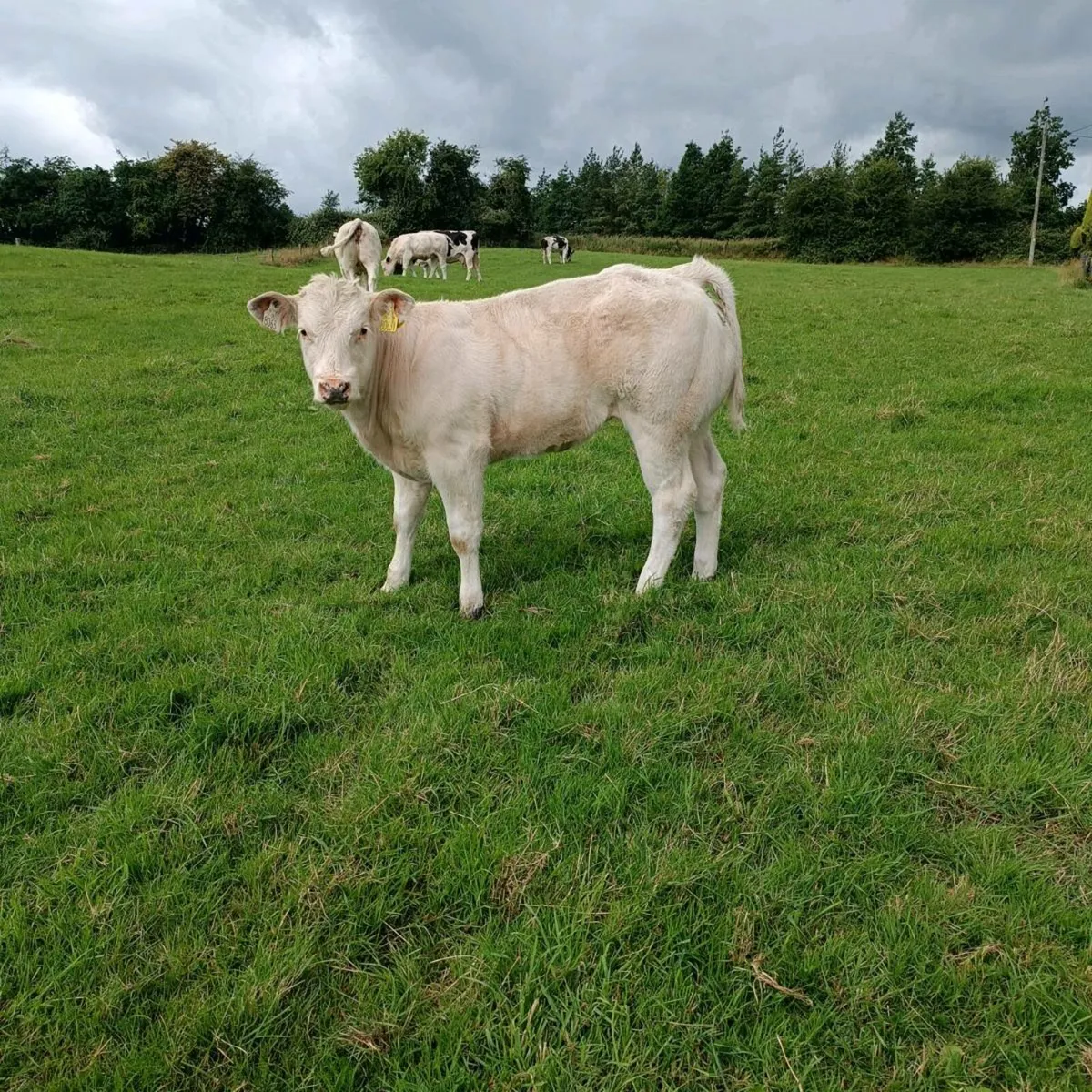 Stock BB Belgian blue  bull - Image 1