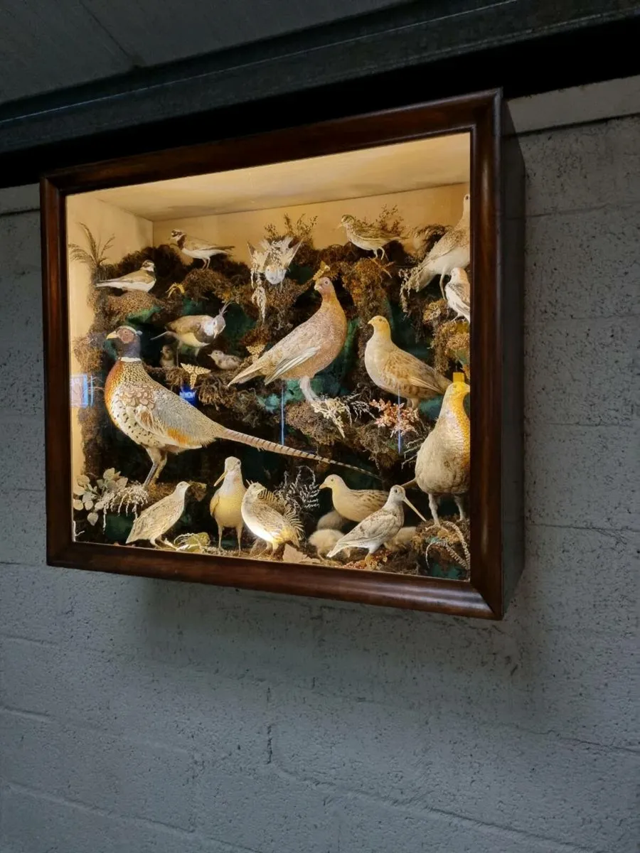 21 Bird Taxidermy Display  (Circa 1937) - Image 2