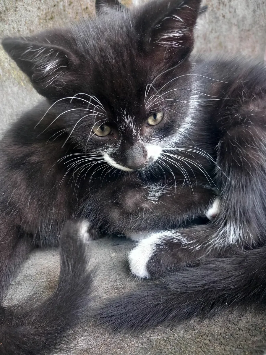 Kittens - Image 2