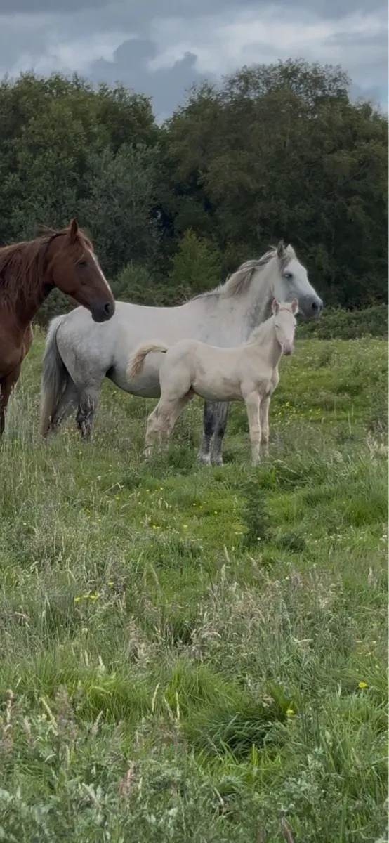 Mare and cremello colt foal - Image 1