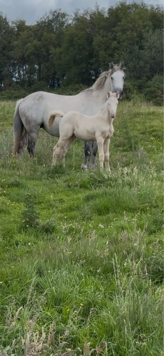 Mare and cremello colt foal - Image 2