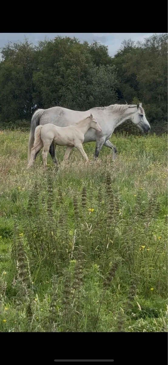 Mare and cremello colt foal - Image 3