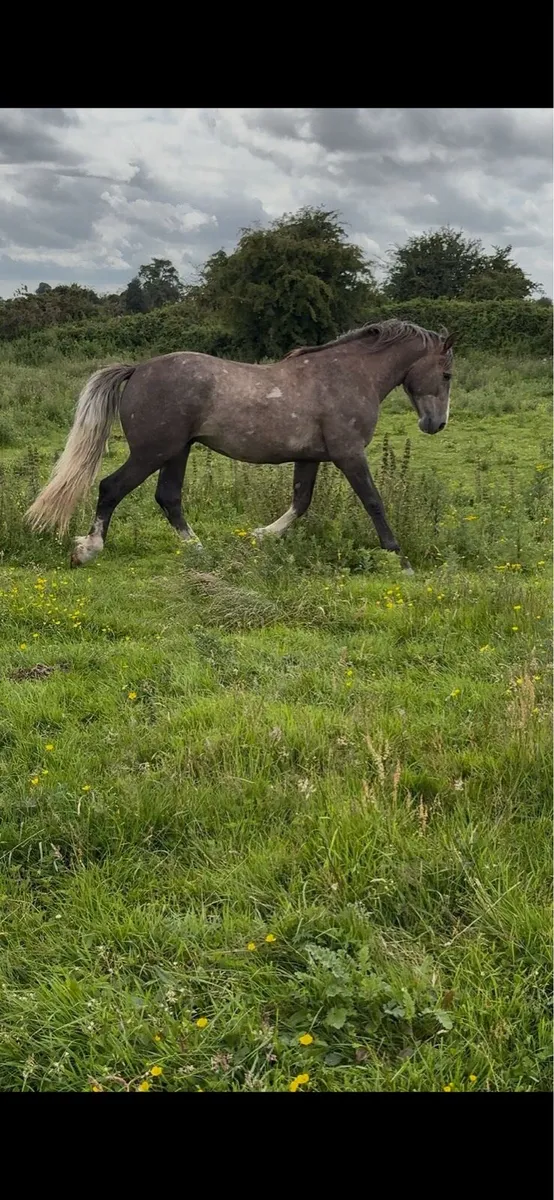 Mare and cremello colt foal - Image 4