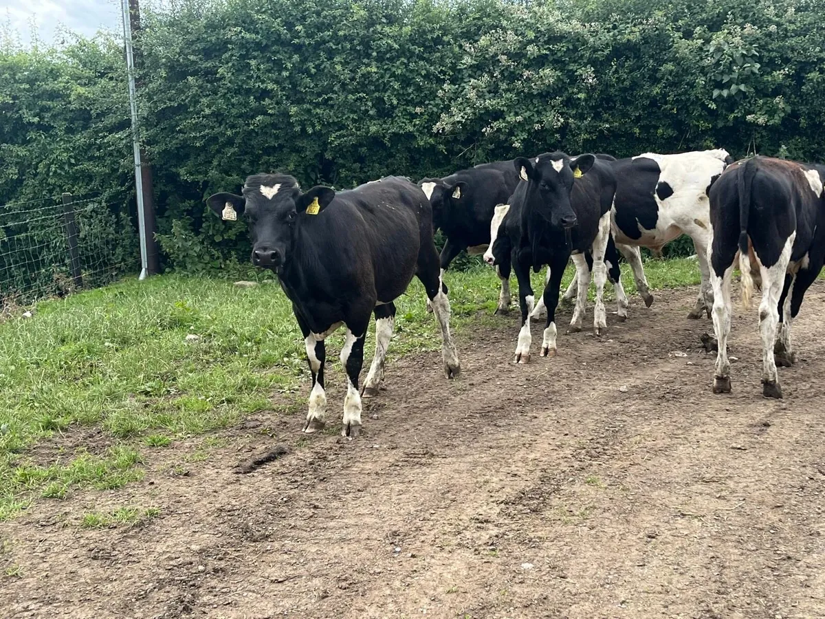 7 super  British Frisian bullocks - Image 1